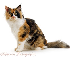 Calico female cat