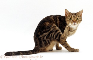 Tabby cat scratching herself