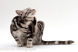 Silver tabby cat scratching