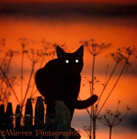 Black cat with shining eyes at sunset