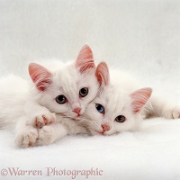 Two white Persian-cross kittens