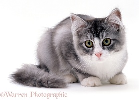 Silver bicolour Chinchilla-cross cat, 5 months old