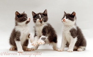 Three playful grey-and-white kittens