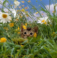 Kitten stalking in long grass