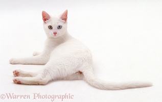 White cat lying down