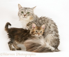 Maine Coon mother cat and kitten