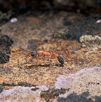 Bulldog ant