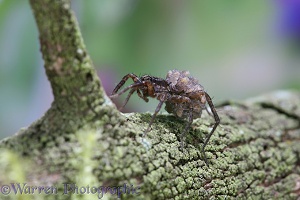 Meadow Spider carrying baby spiders