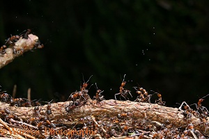 Wood Ants spraying formic acid