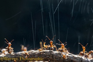 Wood Ants squirting