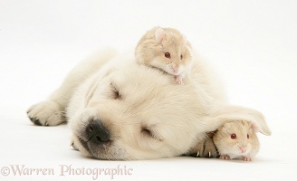 Sleepy Retriever-cross pup with hamsters