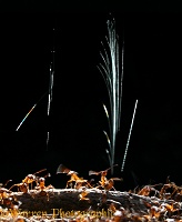 Wood ant spraying