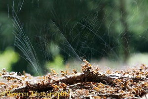 Wood ants spraying formic acid