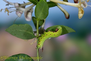 Bee Hawk Moth caterpillar