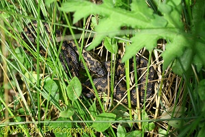 Adder concealed among rushes