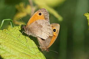 Meadow brown mating pair