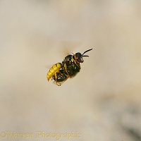 Bee-killer Wasp with bee