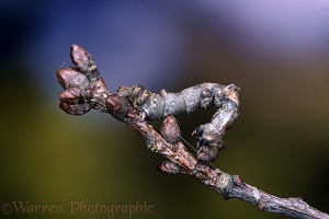 Oak Beauty caterpillar