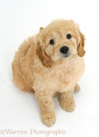 Miniature Goldendoodle pup, 7 weeks old