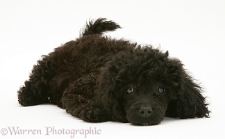 Black Miniature Poodle lying with chin on floor