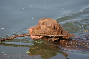 Chesapeake Bay Retriever retrieving a stick