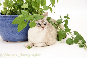 Bengal x Birman cat sitting under a catmint plant