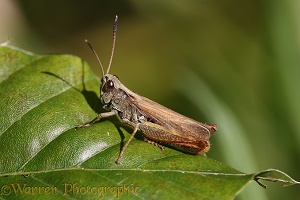 Rufous Grasshopper