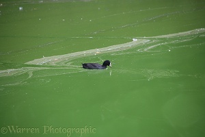 Coot swimming in green algae covered water