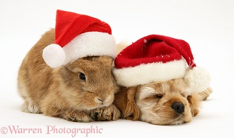 Sleepy Spaniel pup and rabbit wearing Santa hats