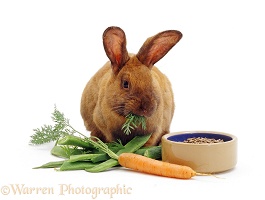 Brown female rabbit eating carrot tops