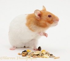 Short-haired Syrian Hamster stuffing its pouches