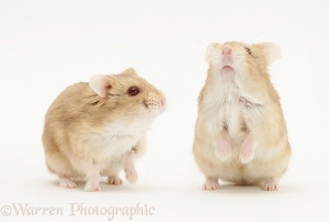Two Dwarf Siberian Hamsters