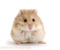 Dwarf Siberian Hamster