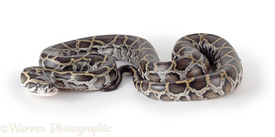 Newly hatched Burmese Python