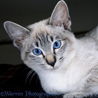 Portrait of tabby-point Siamese cat