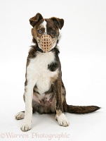 Puppy wearing a muzzle