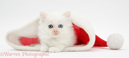 White kitten in a Santa hat