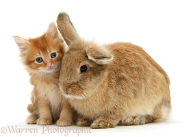 Ginger kitten with Lionhead-cross rabbit