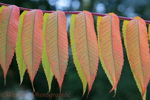 Autumnal Sumac leaves