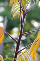 Autumnal Sumac plant
