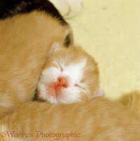 4 day old ginger kitten asleep with siblings