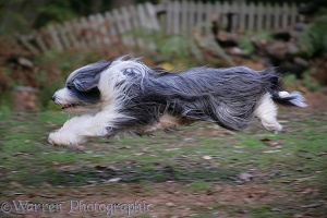 Bearded Collie running
