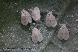 Cabbage whitefly