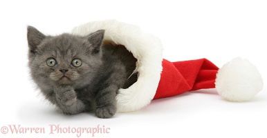 Grey kitten in a Santa hat