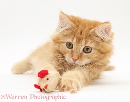 Ginger Maine Coon kitten playing with a toy mouse