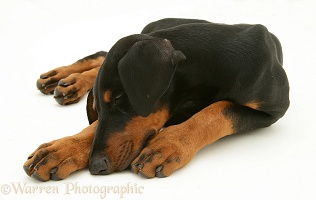 Sleeping Doberman pup