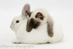 Ragdoll kitten, 12 weeks old, with white rabbit