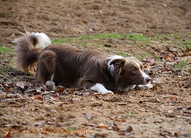 Chocolate-and-white Border Collie in herding position