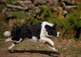 Black-and-white Border Collie running