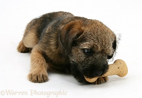 Border Terrier pup eating a Bonio biscuit